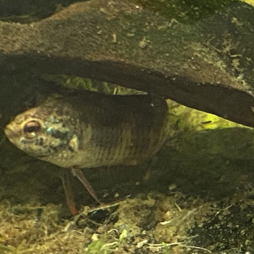 Betta imbellis Pontian