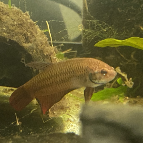 Betta imbellis Pontian