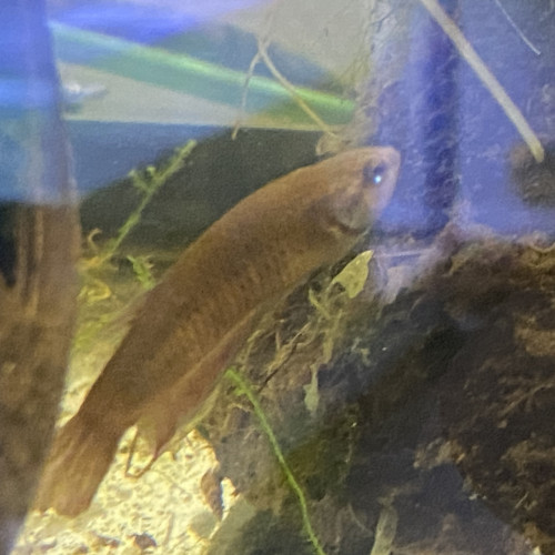 Betta imbellis Pontian
