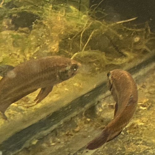 Betta imbellis Pontian