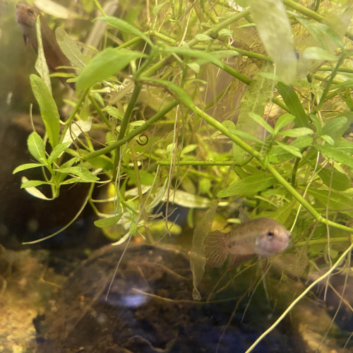 Betta imbellis Pontian