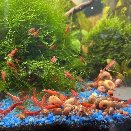 Crevettes Red Sakura