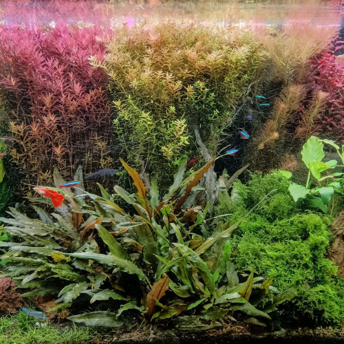 Plantes d'aquarium eau douce