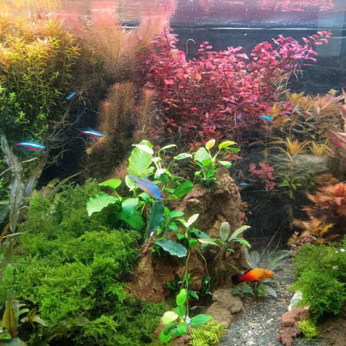 Plantes d'aquarium eau douce