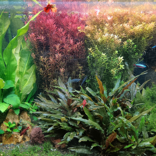 Plantes d'aquarium eau douce