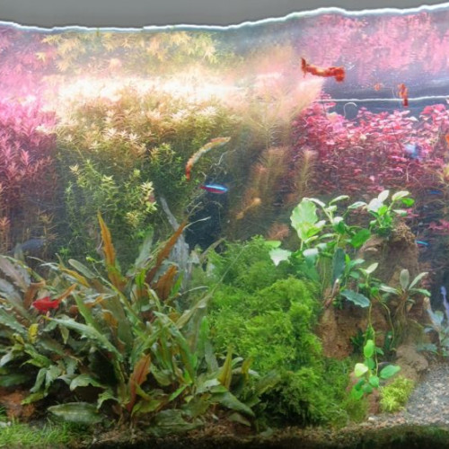 Plantes d'aquarium eau douce