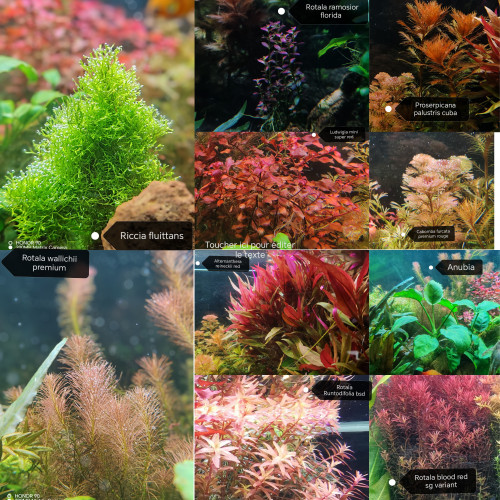 Plantes d'aquarium eau douce