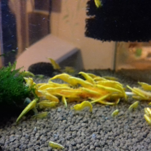 crevette yellows fire néon