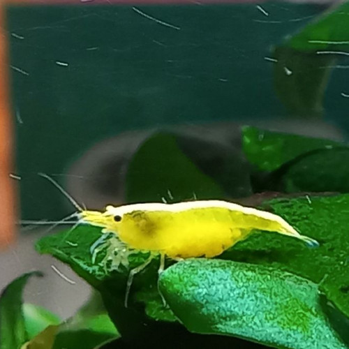crevette yellows fire néon