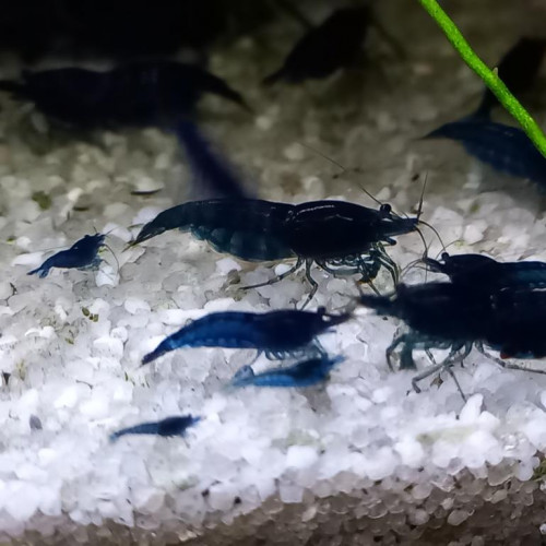 crevette Blue Dreams vivant en eau du robinet