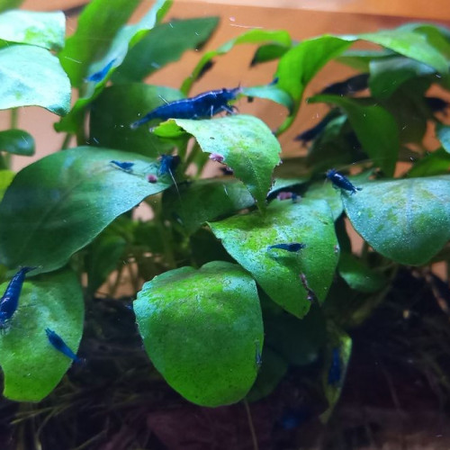 crevette Blue Dreams vivant en eau du robinet