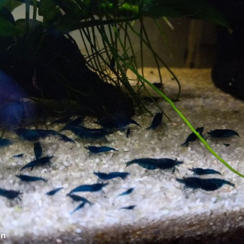 crevette Blue Dreams vivant en eau du robinet