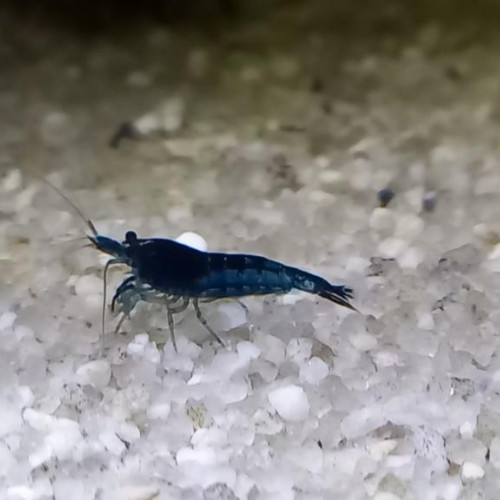 crevette Blue Dreams vivant en eau du robinet