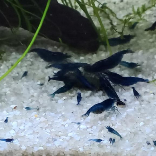 crevette Blue Dreams vivant en eau du robinet