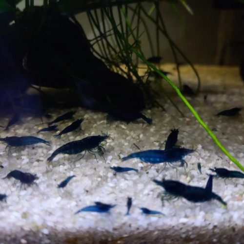 crevette Blue Dreams vivant en eau du robinet