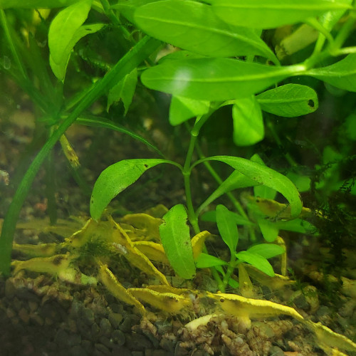 Crevettes juvéniles yellow neon