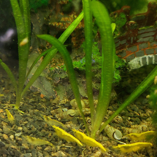 Crevettes juvéniles yellow neon