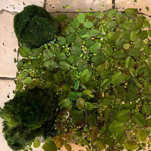 Plantes flottantes à donner