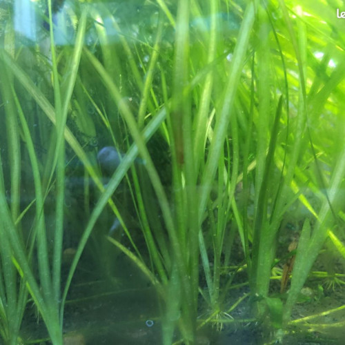 Vends vallisneria