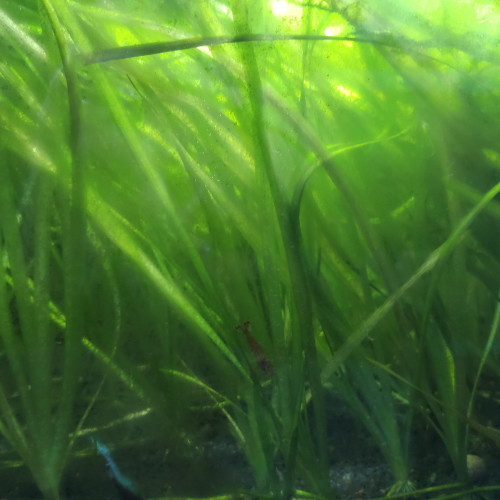 Vends vallisneria