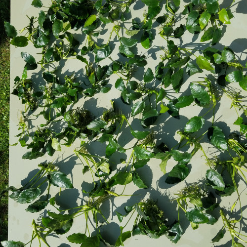 Anubias