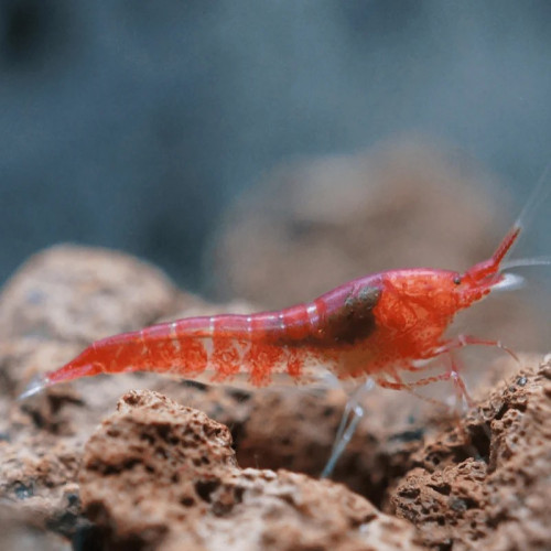 Opae ula, Halocaridina Rubra, crevette de Hawaï