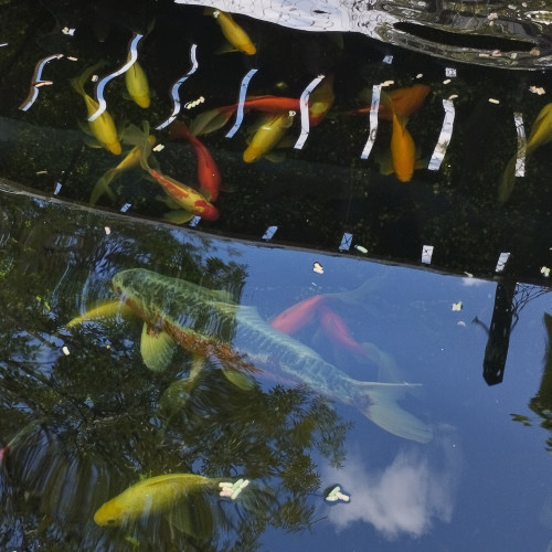 Vend POISSONS + POMPE