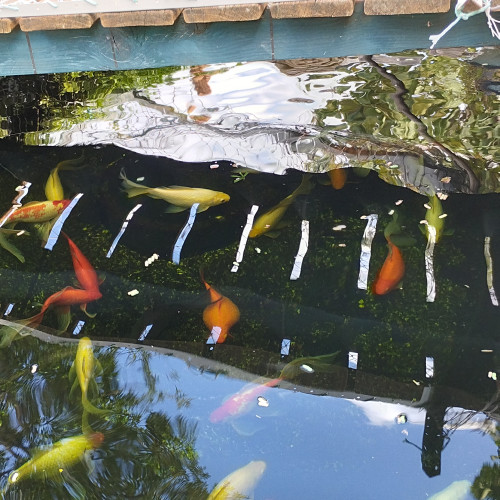 Vend POISSONS + POMPE