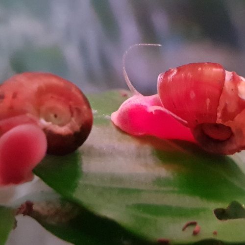 Vds escargots (Melanoīde tuberculatus et Planorbe).