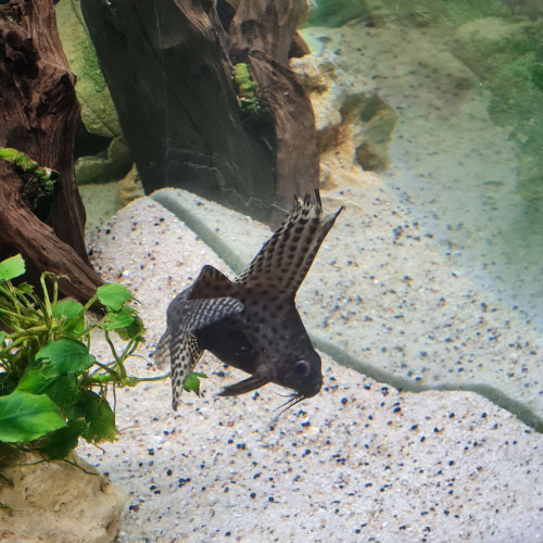 Synodontis Eupterus