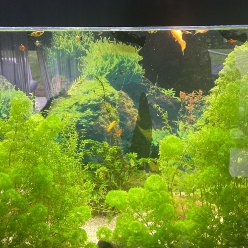 Aquarium 197L complet