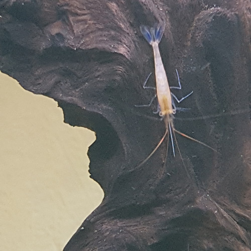 Caridina caerulea