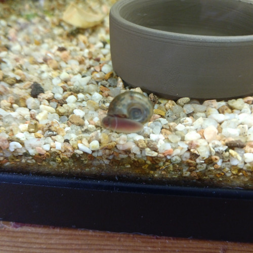 Jolis escargots planorbes couleurs diverses