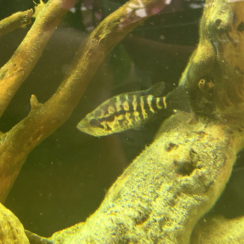 Parachromis managuensis