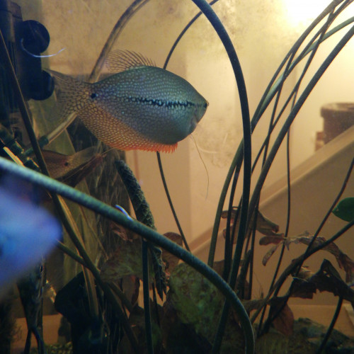 Trichogaster leeri / gourami perlé