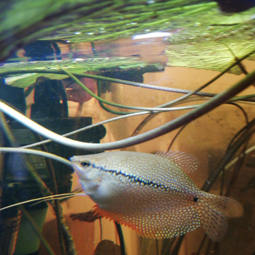 Trichogaster leeri / gourami perlé