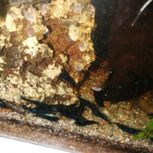 Crevettes Blue velvet