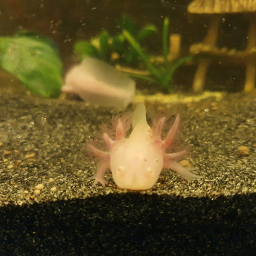 Bébés axolotl