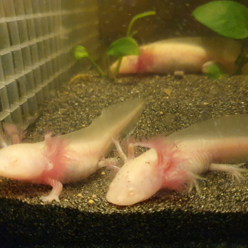 Bébés axolotl