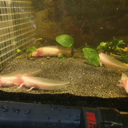 Bébés axolotl