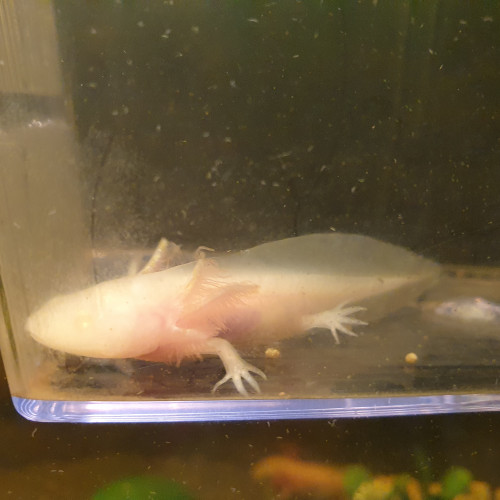 Bébés axolotl