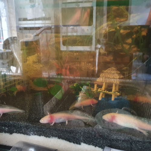 Bébés axolotl