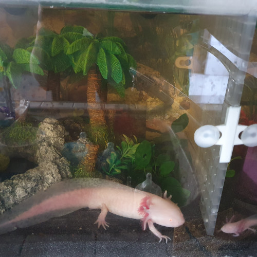 Bébés axolotl