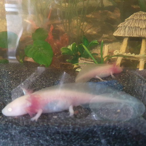 Bébés axolotl