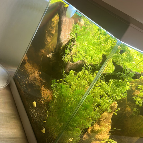 Aquarium 60 litres Ciano