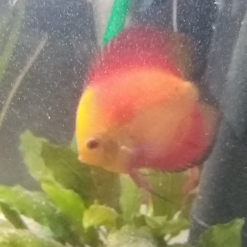 Discus red melon