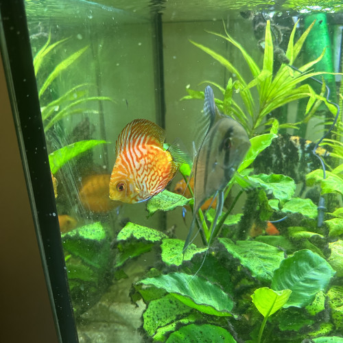 Discus