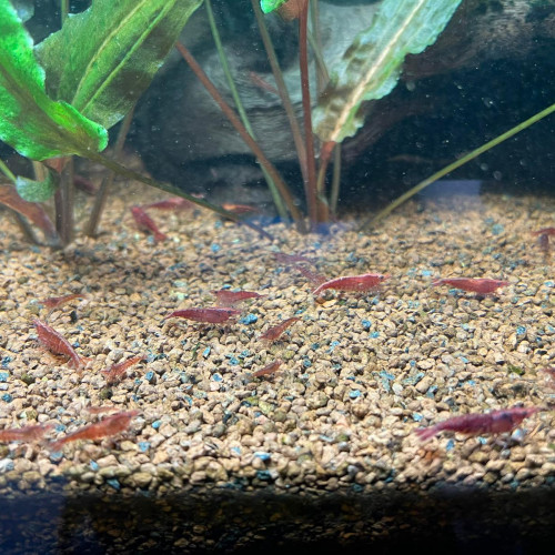 Lots de 12 Crevettes Red Cherry