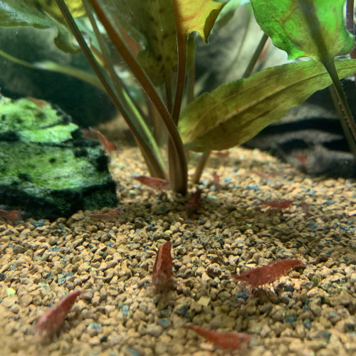 Lots de 12 Crevettes Red Cherry