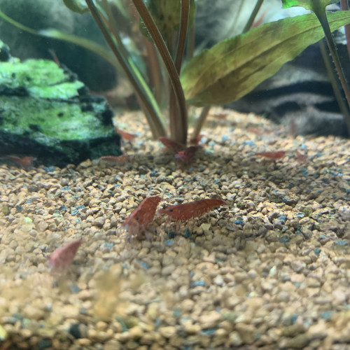 Lots de 12 Crevettes Red Cherry